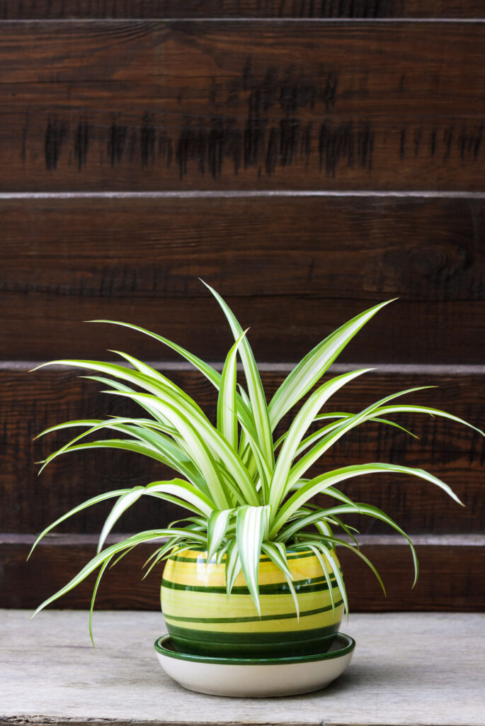 spider plant