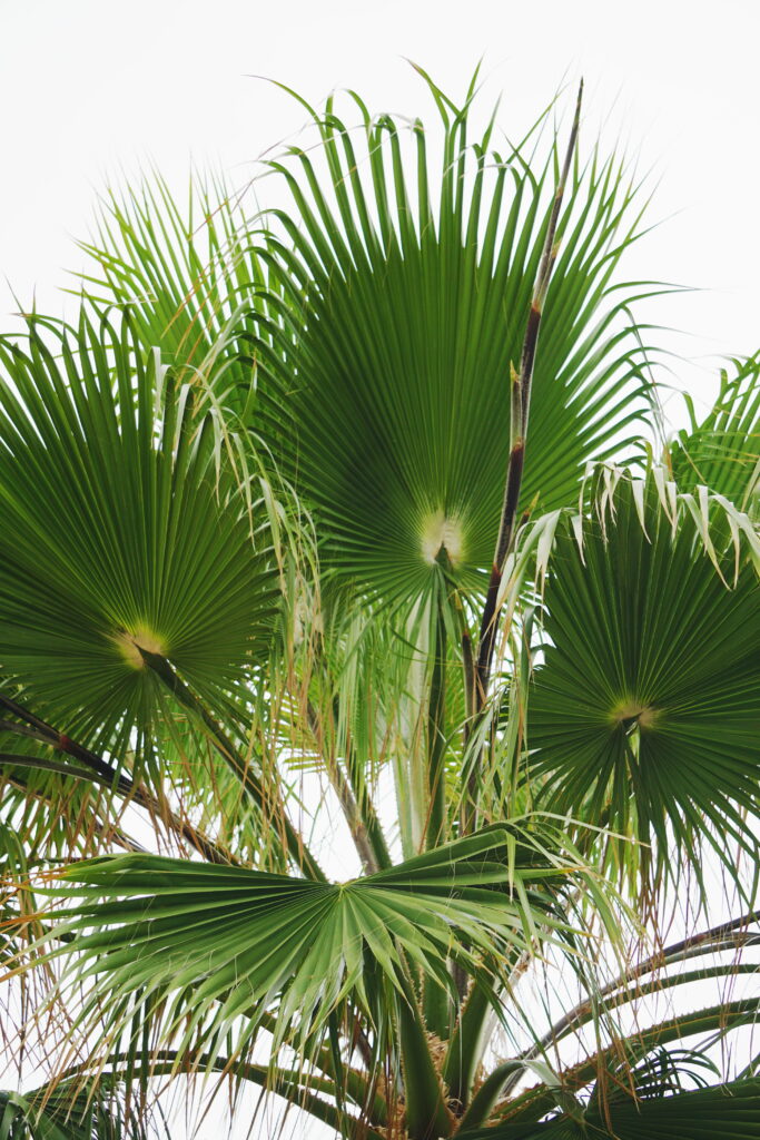 chinese fan palm