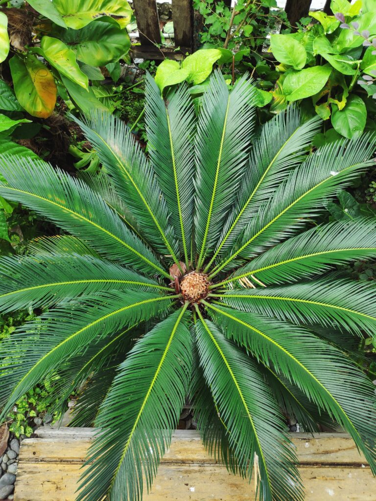 Queen Sago (Cycas circinalis)