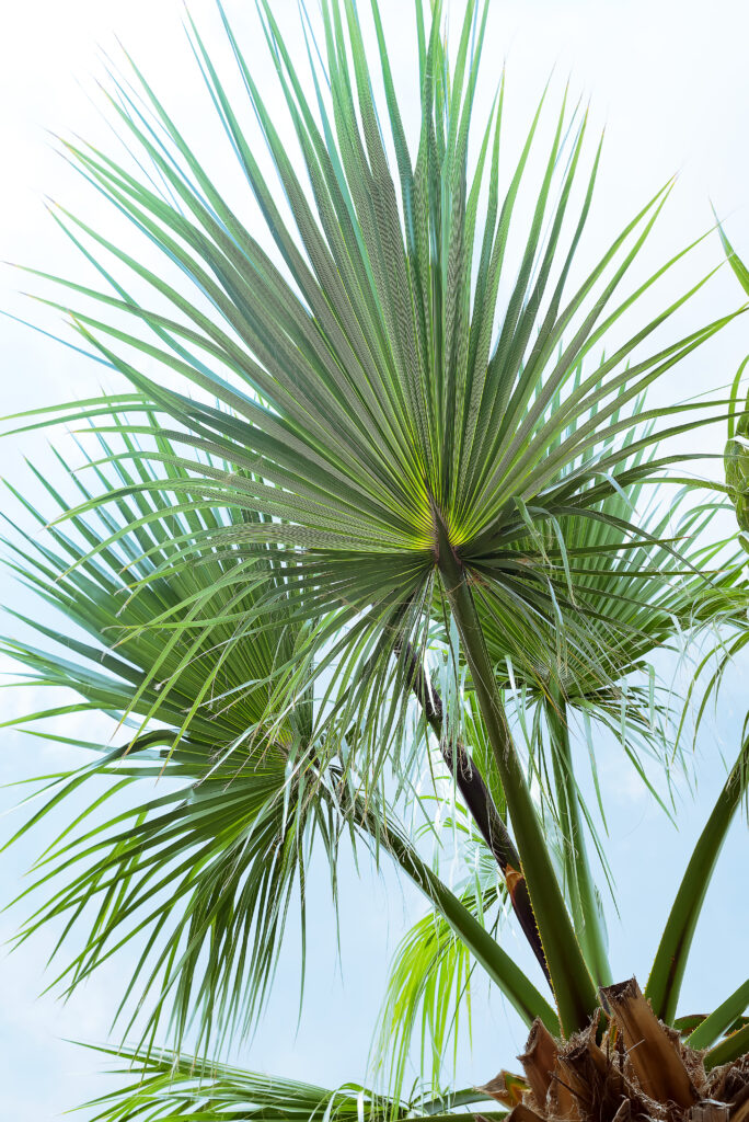 bismarckia palm