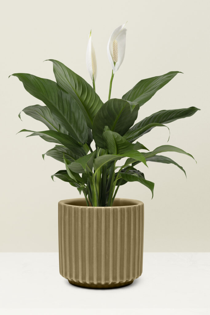 peace lily plant