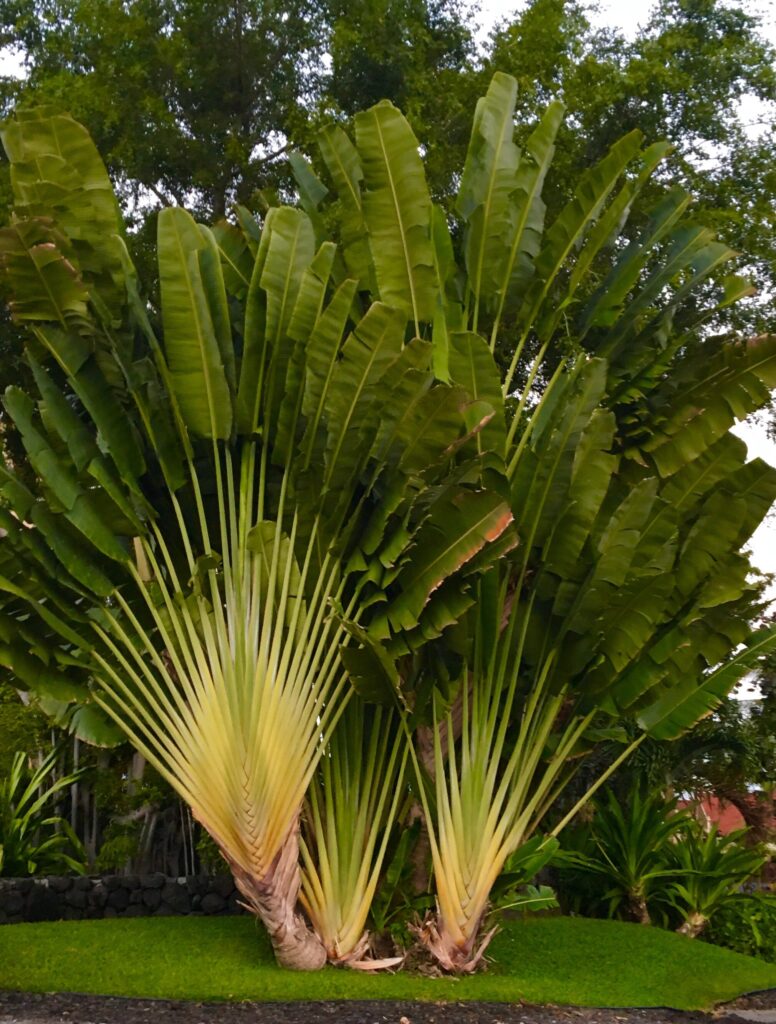 traveller's palm