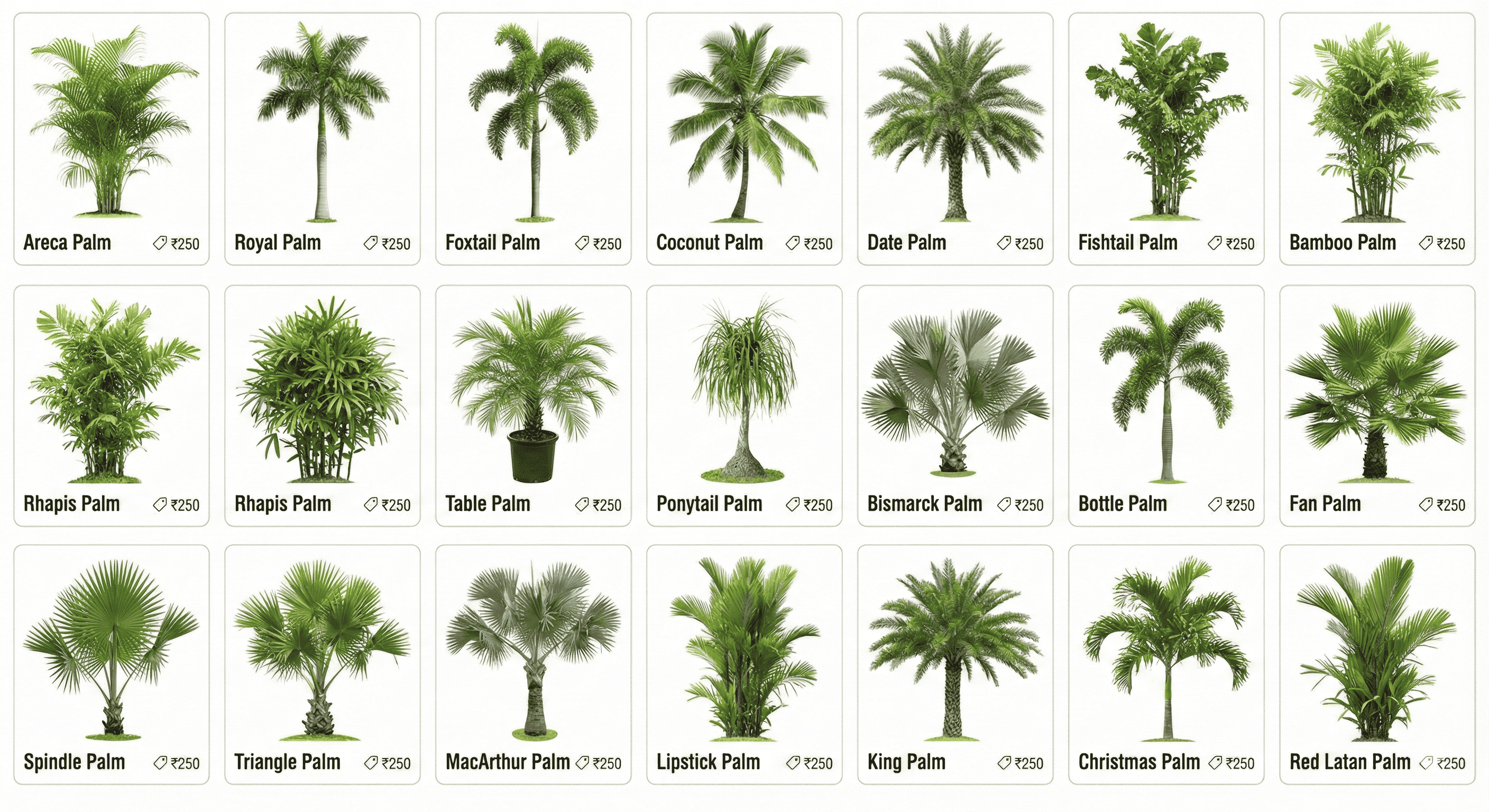 Price list visual of 20 popular palm tree varieties in India for 2025