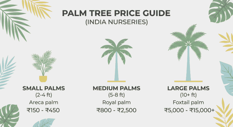 "Average palm tree price range in India displayed in an infographic"